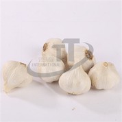 Bawang Putih Segar