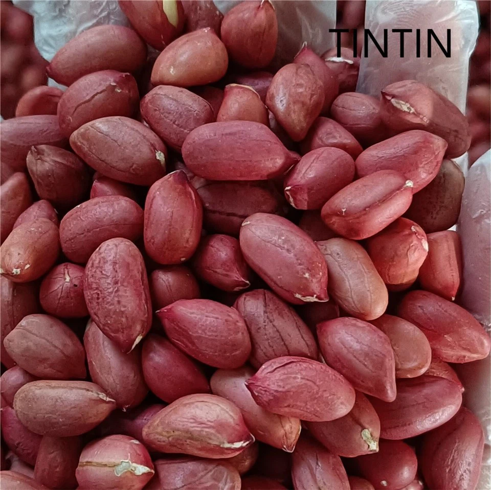Kilang Gred Tertinggi China Asal Kering Inti Kacang Mentah Kulit Merah Harga Terbaik