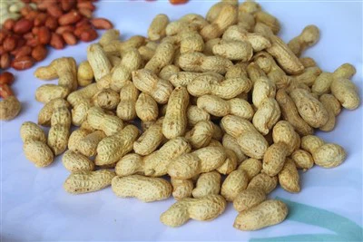 Harga Rendah Kacang Tanah Basuh Berkualiti Tinggi dalam Tempurung