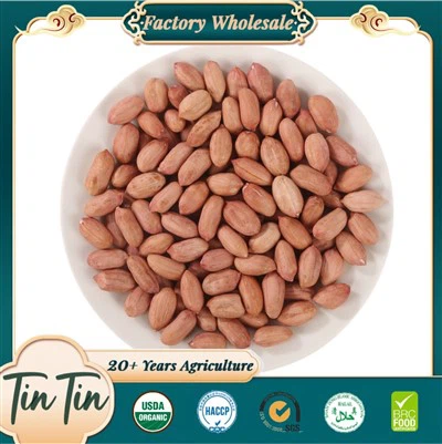 Inti Kacang Tanaman Baru Berkualiti Tinggi